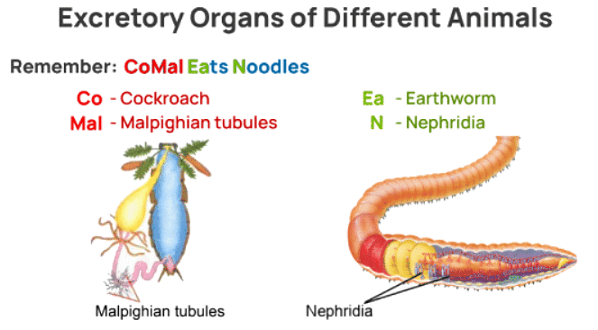 Mnemonics: Structural Organisation in Animals | Biology Class 11 - NEET
