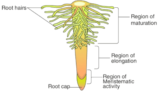 Mnemonics: Morphology of Flowering Plants | Biology Class 11 - NEET