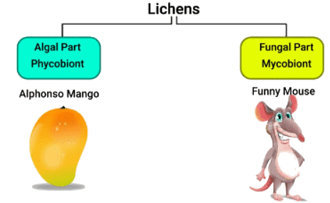 Mnemonics: Biological Classification | Biology Class 11 - NEET