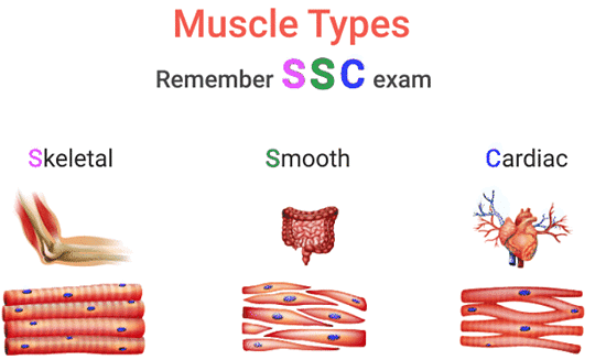 Mnemonics: Structural Organisation in Animals | Biology Class 11 - NEET