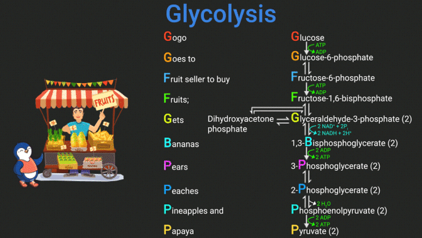 Mnemonics: Respiration in Plants | Biology Class 11 - NEET