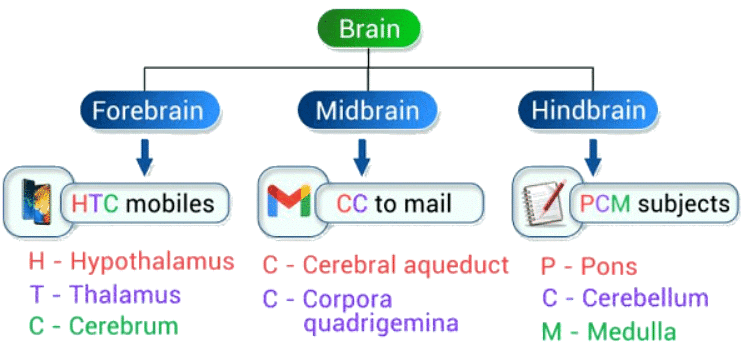 Mnemonics: Neural Control and Coordination | Biology Class 11 - NEET