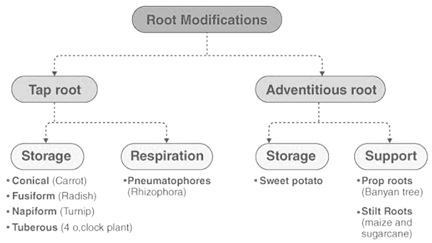 Mnemonics: Morphology of Flowering Plants | Biology Class 11 - NEET