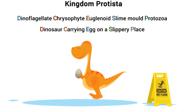 Mnemonics: Biological Classification | Biology Class 11 - NEET