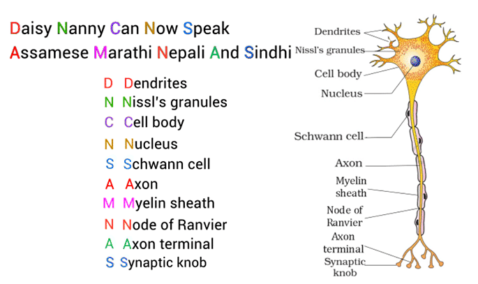 Mnemonics: Neural Control and Coordination | Biology Class 11 - NEET