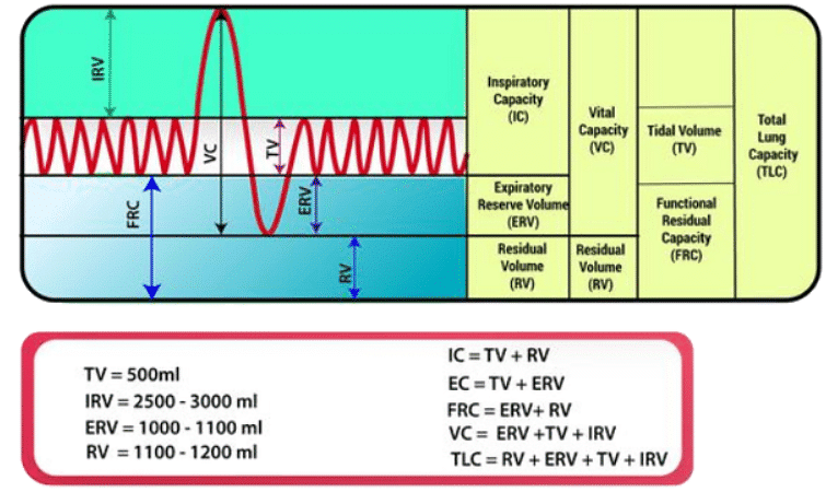 Mnemonics: Breathing & exchange of Gases | Biology Class 11 - NEET