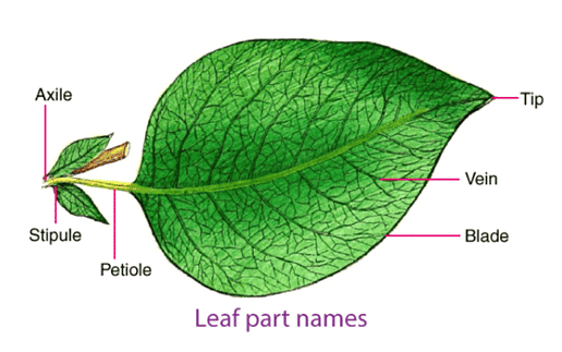 Mnemonics: Morphology of Flowering Plants | Biology Class 11 - NEET