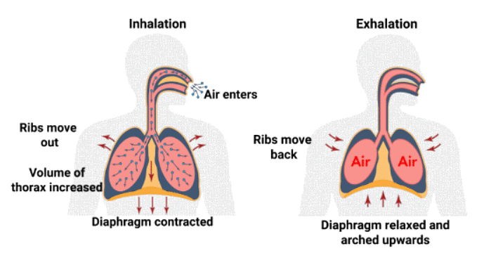 Mnemonics: Breathing & exchange of Gases | Biology Class 11 - NEET