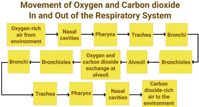 Mnemonics: Breathing & exchange of Gases | Biology Class 11 - NEET