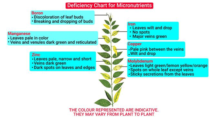 Mnemonics: Mineral Nutrition (Old NCERT) | Crash Course for NEET