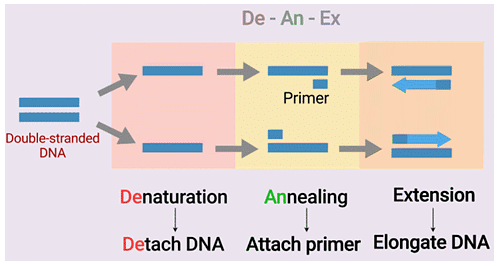 Mnemonics: Biotechnology: Principle & Processes | Biology Class 12 - NEET