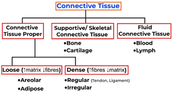 Mnemonics: Structural Organisation in Animals | Biology Class 11 - NEET