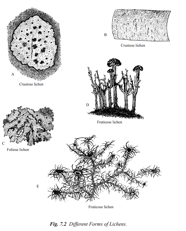 Structure and Reproduction Fungi & Lichens | Botany Optional for UPSC