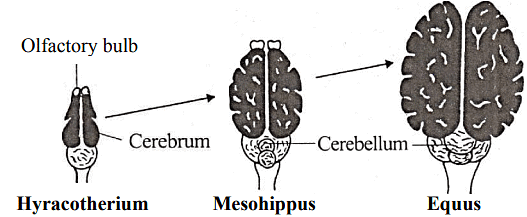 Evolution of brain in horse.