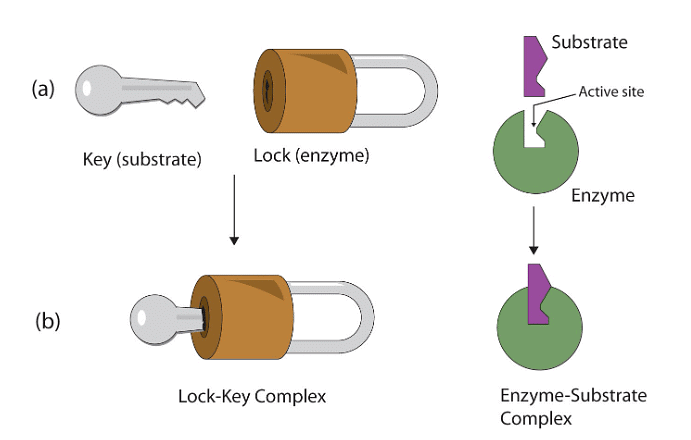 Enzymes and Coenzyme | Botany Optional for UPSC