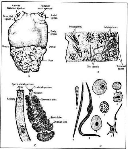 Protochordata: General Features and Life History of Herdmania | Zoology Optional Notes for UPSC