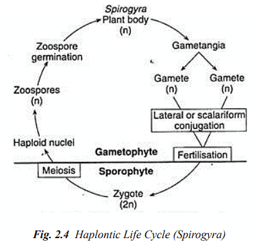 Structure and Reproduction Algae | Botany Optional for UPSC