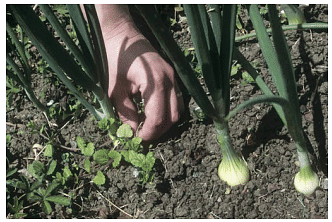 Methods of Weed Control | Agriculture Optional for UPSC