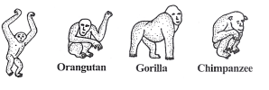  Apes