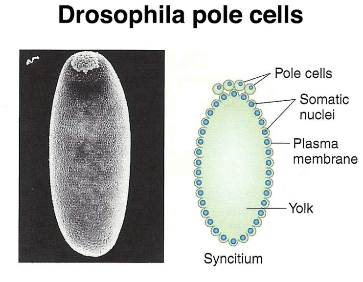Development of Genetics | Botany Optional for UPSC