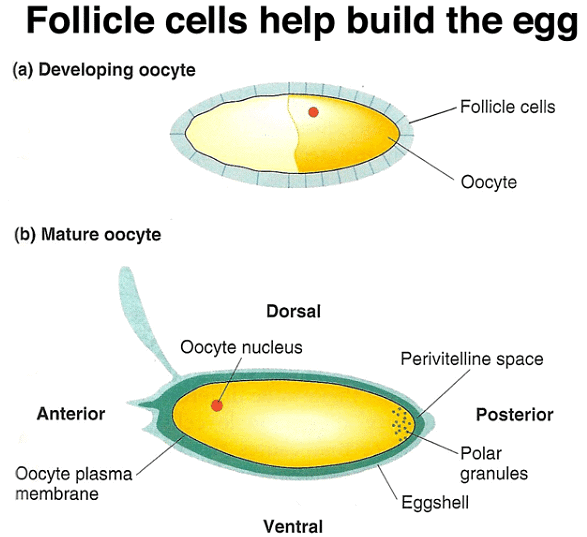 Development of Genetics | Botany Optional for UPSC
