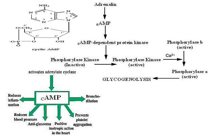 Concept of Bioenergetics | Zoology Optional Notes for UPSC