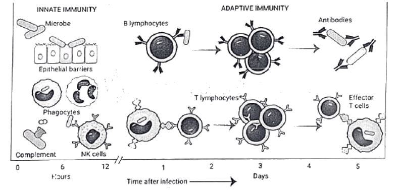 Immunology | Medical Science Optional Notes for UPSC