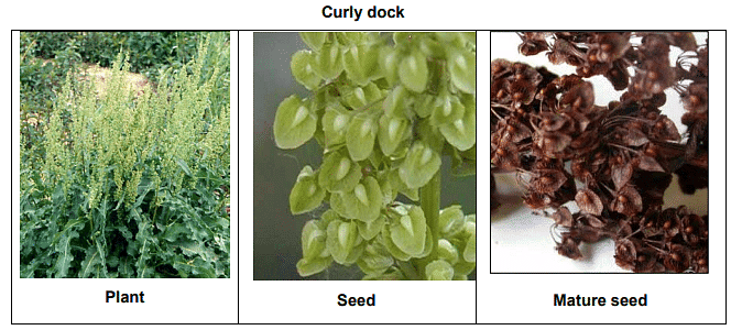 Propagation and Dissemination of Weed Seeds | Agriculture Optional for UPSC