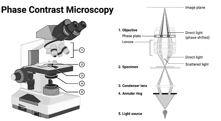 Phase Contrast Microscopy - Zoology Optional Notes for UPSC PDF Download