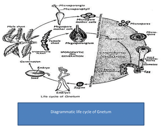 Type of Fossils and their Study Techniques | Botany Optional for UPSC