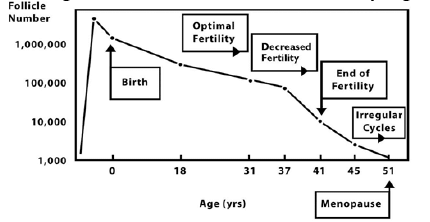 Fertility Life Cycle