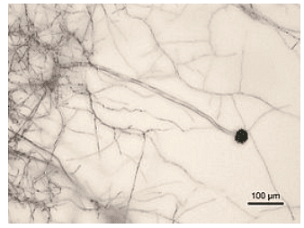 Importance of Secondary Metabolites | Botany Optional for UPSC