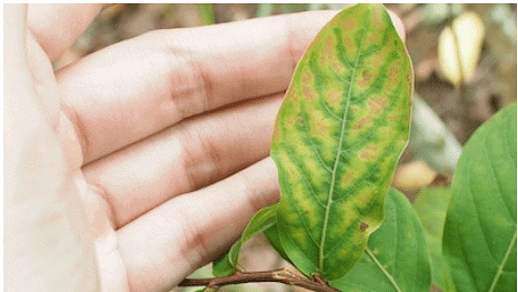 Mineral Deficiencies | Botany Optional for UPSC