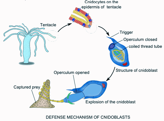 Cnidaria: Defensive structures and their mechanism | Zoology Optional Notes for UPSC