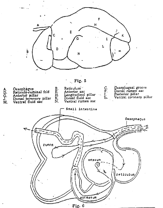 Stomach Function and Reflexes