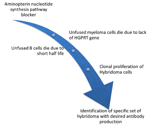 Assessment of Immune Function, Monoclonal Antibodies | Medical Science Optional Notes for UPSC