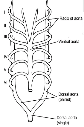 Circulatory System | Zoology Optional Notes for UPSC