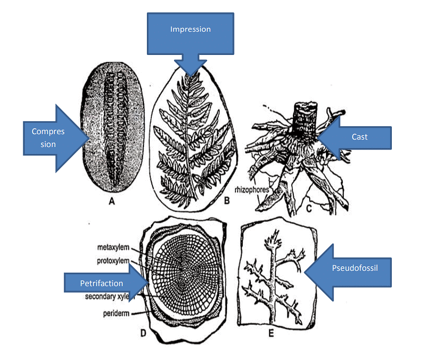 Type of Fossils and their Study Techniques | Botany Optional for UPSC