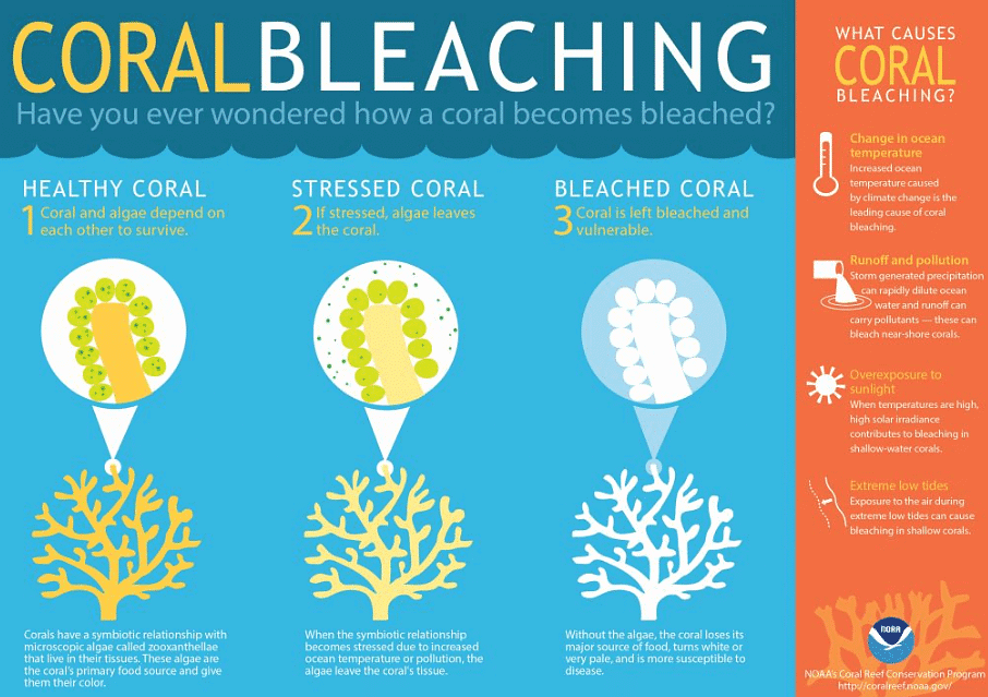 Coral Reefs & Coral Bleaching | Geography Optional for UPSC