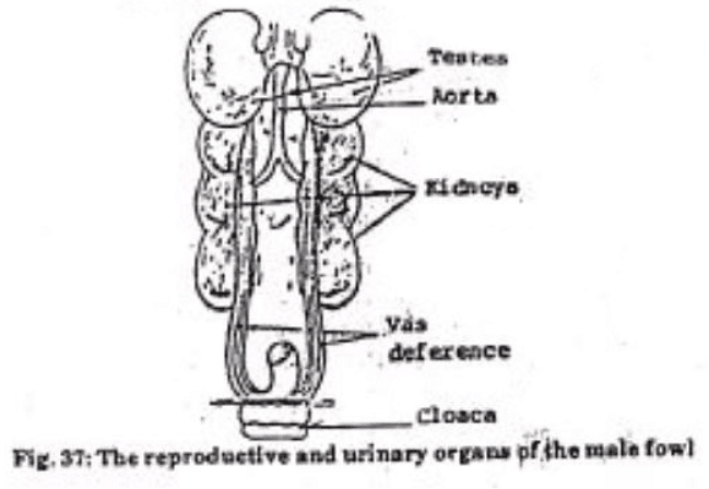 Functional Anatomy in Relation to Respiration and Flying, Digestion, and Egg Production | Animal Husbandry & Veterinary Science Optional for UPSC