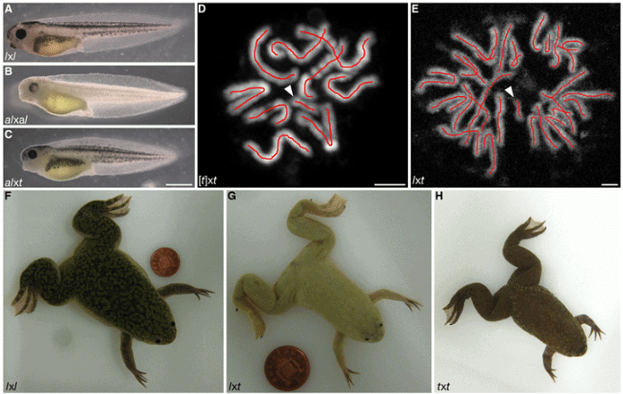 Somatic Hybrids and Cybrids | Botany Optional for UPSC