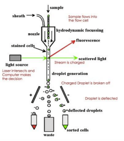 Techniques of Cell Biology | Botany Optional for UPSC