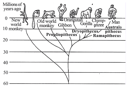 Evolution of Man | Zoology Optional Notes for UPSC
