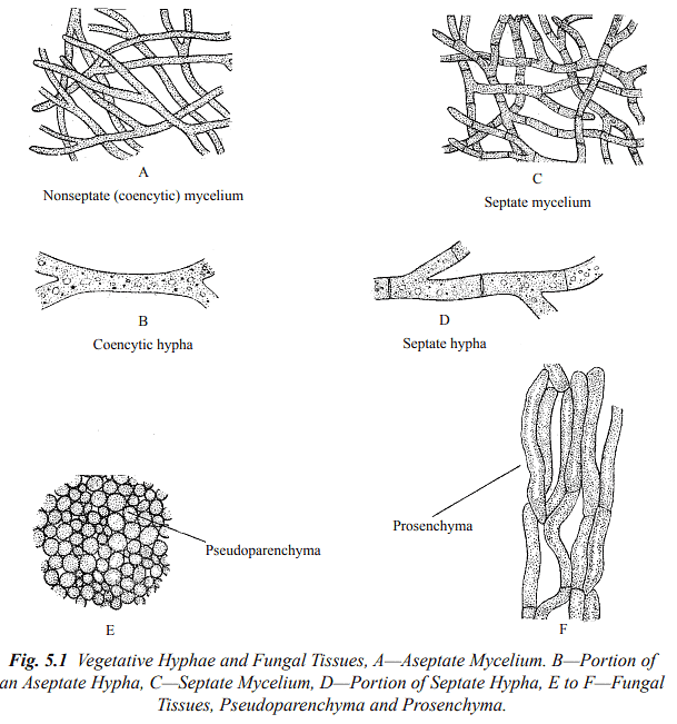 Structure and Reproduction Fungi & Lichens | Botany Optional for UPSC