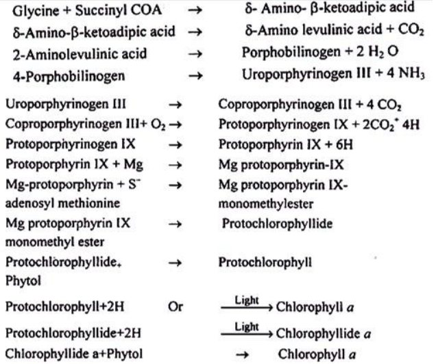 Pigments as photoreceptors | Botany Optional for UPSC