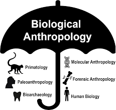 Biological Anthopology | Anthropology Optional for UPSC