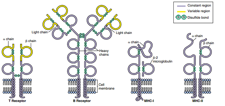 Cell-Cell Interactions | Zoology Optional Notes for UPSC