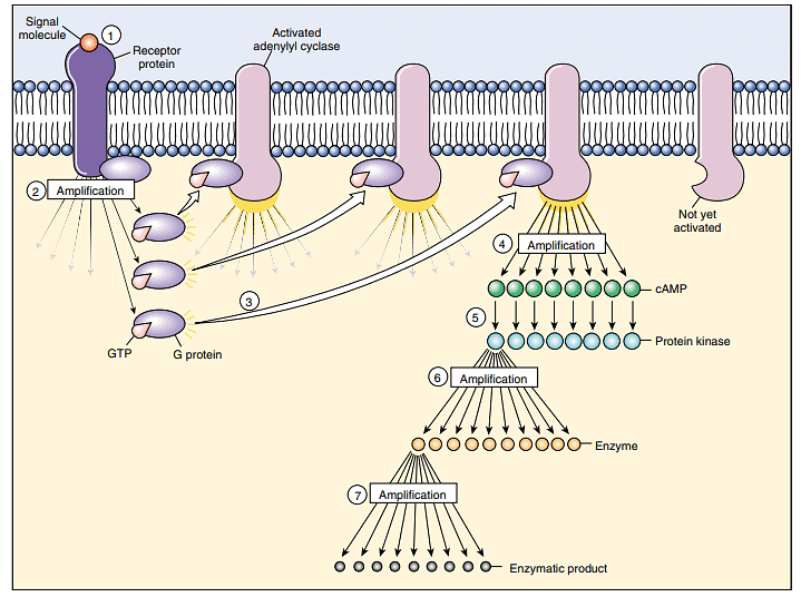 Cell-Cell Interactions | Zoology Optional Notes for UPSC