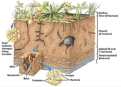 Weathering and Soil Formations | Geology Optional for UPSC