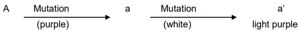 Multiple alleles in Maize 